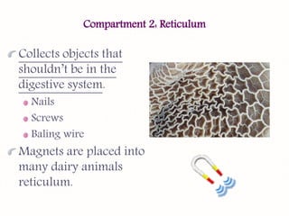 Digestive physiology of farm animals | PPTX