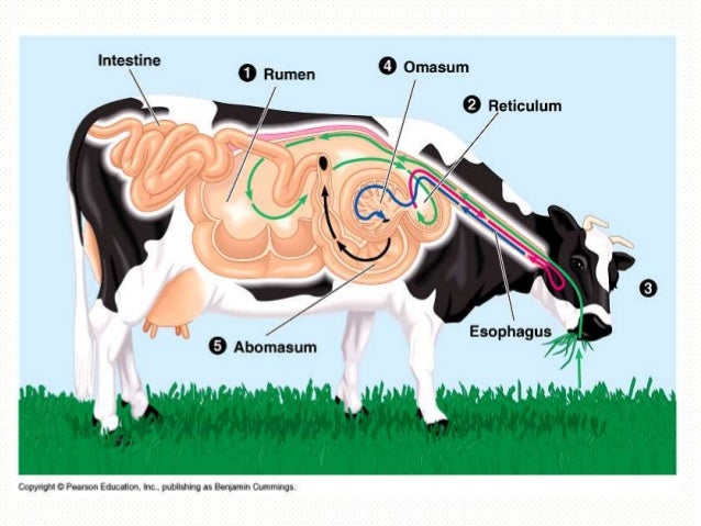 Digestive Physiology Of Farm Animals