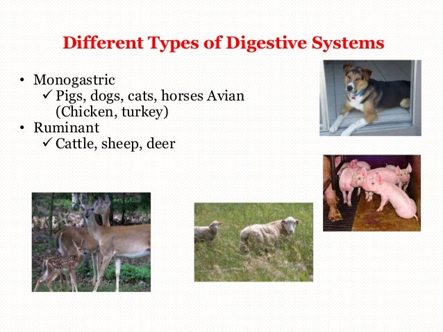 Digestive physiology of farm animals