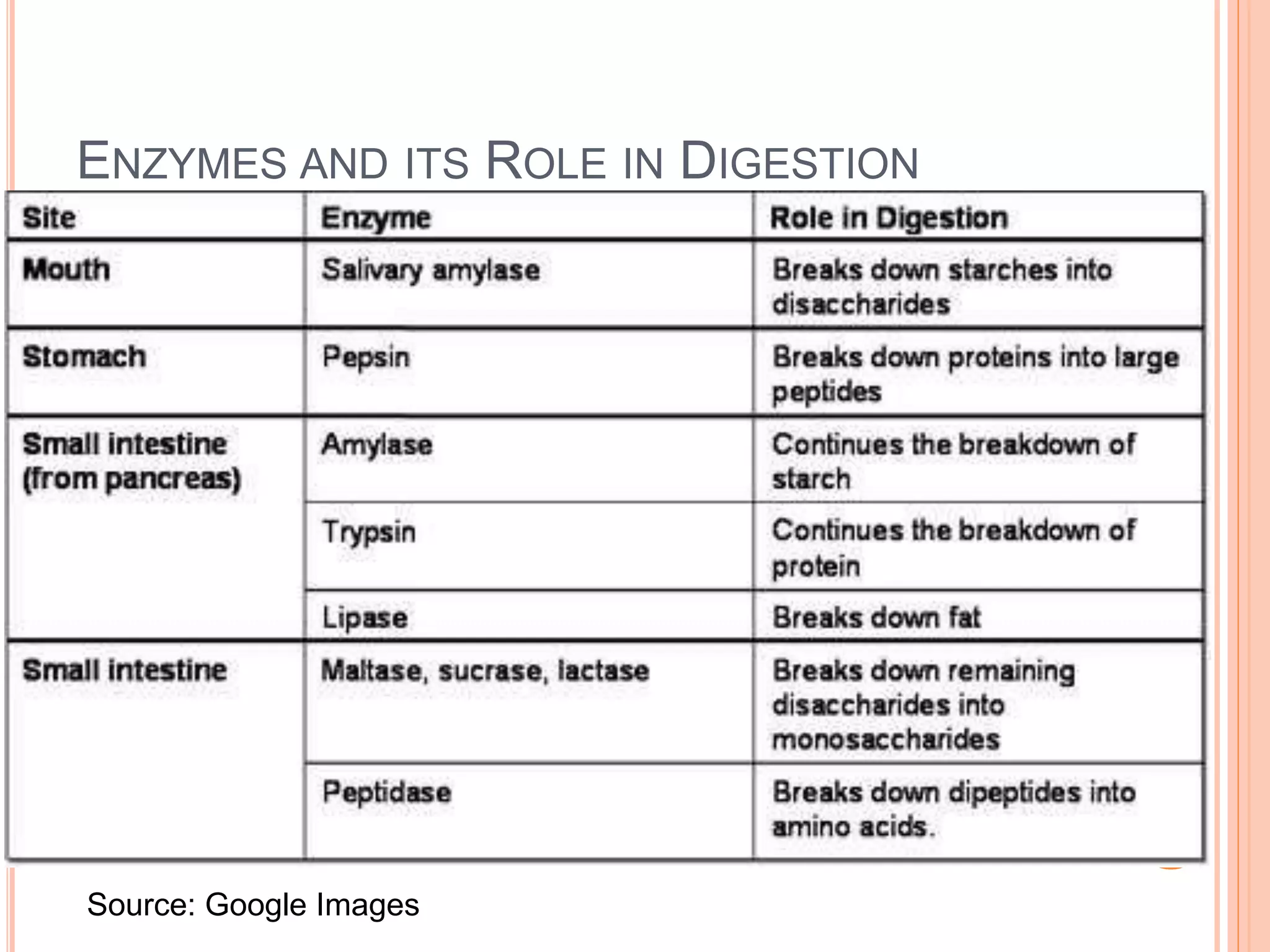 ENZYMES AND ITS ROLE IN DIGESTION
Source: Google Images
 