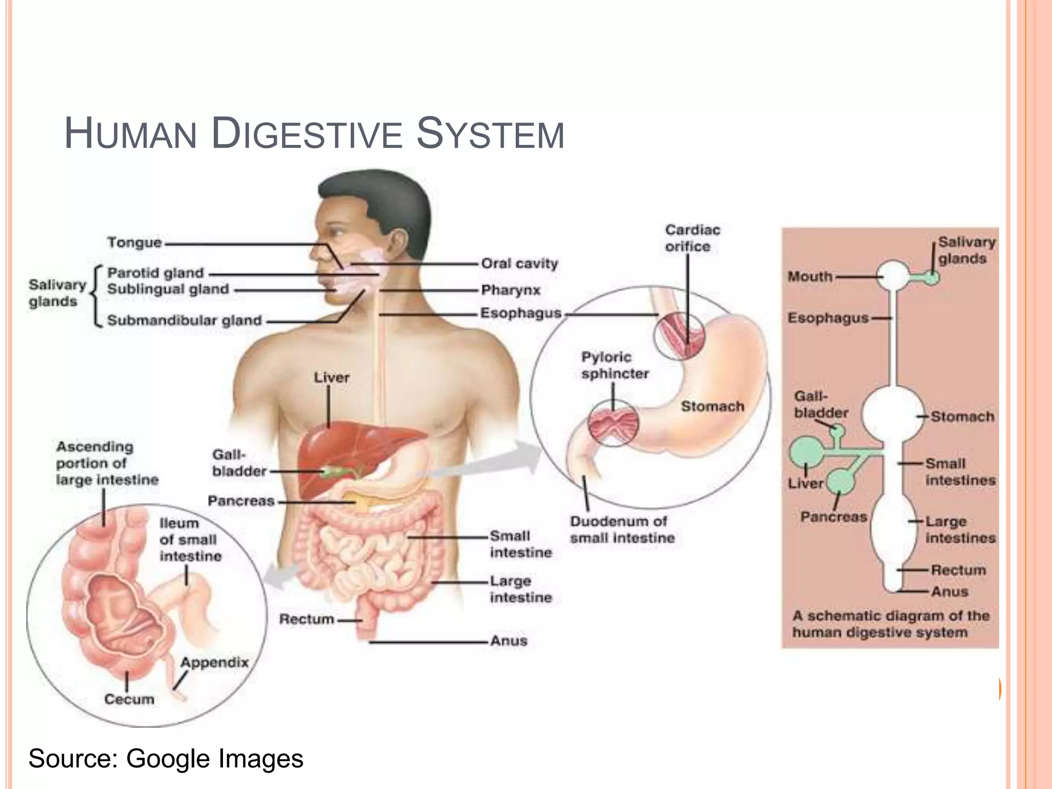HUMAN DIGESTIVE SYSTEM
Source: Google Images
 
