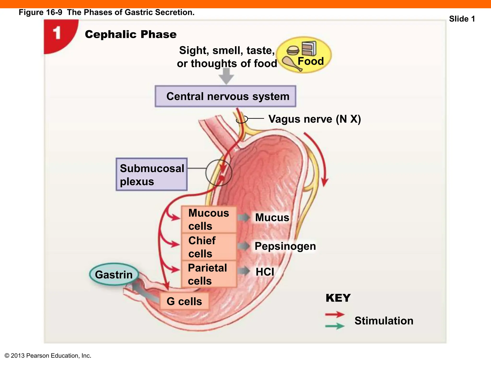 Anatomy and Physiology of Digestive System | PPT