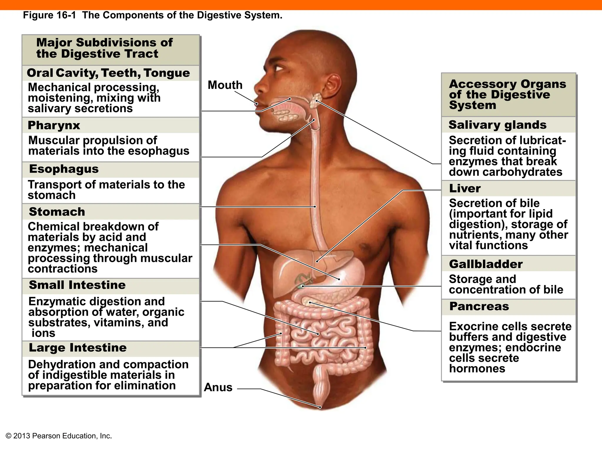Anatomy and Physiology of Digestive System | PPT