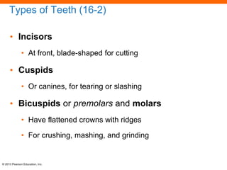 Tearing Ridges Anatomy and Physiology of Digestive System | PPT