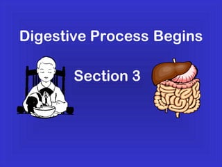 Digestive Process Begins
Section 3
 