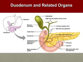 DDuuooddeennuumm aanndd RReellaatteedd OOrrggaannss 
 