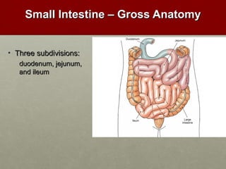 SSmmaallll IInntteessttiinnee –– GGrroossss AAnnaattoommyy 
• TThhrreeee ssuubbddiivviissiioonnss:: 
dduuooddeennuumm,, jjeejjuunnuumm,, 
aanndd iilleeuumm 
 