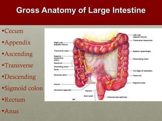 GGrroossss AAnnaattoommyy ooff LLaarrggee IInntteessttiinnee 
•Cecum 
•Appendix 
•Ascending 
•Transverse 
•Descending 
•Sigmoid colon 
•Rectum 
•Anus 
 