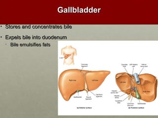 GGaallllbbllaaddddeerr 
• SSttoorreess aanndd ccoonncceennttrraatteess bbiillee 
• EExxppeellss bbiillee iinnttoo dduuooddeennuumm 
• BBiillee eemmuullssiiffiieess ffaattss 
 