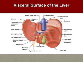 VViisscceerraall SSuurrffaaccee ooff tthhee LLiivveerr 
 