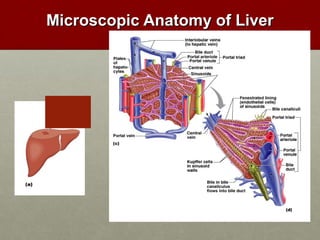 MMiiccrroossccooppiicc AAnnaattoommyy ooff LLiivveerr 
 