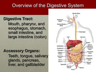 OOvveerrvviieeww ooff tthhee DDiiggeessttiivvee SSyysstteemm 
DDiiggeessttiivvee TTrraacctt:: 
MMoouutthh,, pphhaarryynnxx,, aanndd 
eessoopphhaagguuss,, ssttoommaacchh,, 
ssmmaallll iinntteessttiinnee,, aanndd 
llaarrggee iinntteessttiinnee ((ccoolloonn)) 
AAcccceessssoorryy OOrrggaannss:: 
TTeeeetthh,, ttoonngguuee,, ssaalliivvaarryy 
ggllaannddss,, ppaannccrreeaass,, 
lliivveerr,, aanndd ggaallllbbllaaddddeerr 
 