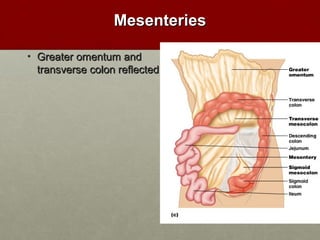 MMeesseenntteerriieess 
• GGrreeaatteerr oommeennttuumm aanndd 
ttrraannssvveerrssee ccoolloonn rreefflleecctteedd 
 