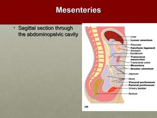 MMeesseenntteerriieess 
• SSaaggiittttaall sseeccttiioonn tthhrroouugghh 
tthhee aabbddoommiinnooppeellvviicc ccaavviittyy 

