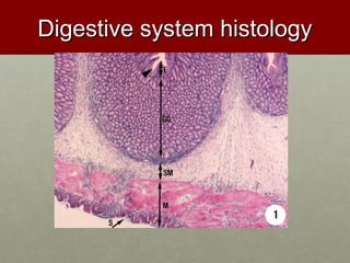 DDiiggeessttiivvee ssyysstteemm hhiissttoollooggyy 
 