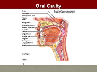 OOrraall CCaavviittyy 
 