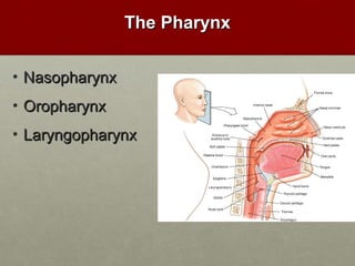 TThhee PPhhaarryynnxx 
• NNaassoopphhaarryynnxx 
• OOrroopphhaarryynnxx 
• LLaarryynnggoopphhaarryynnxx 
 