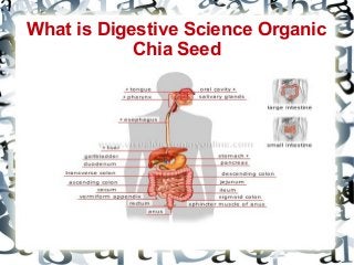 What is Digestive Science Organic
Chia Seed

 