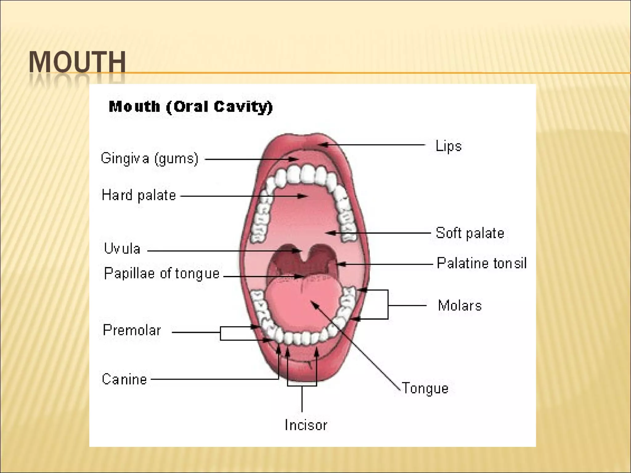 Grade 8 - Digestive System | PPT