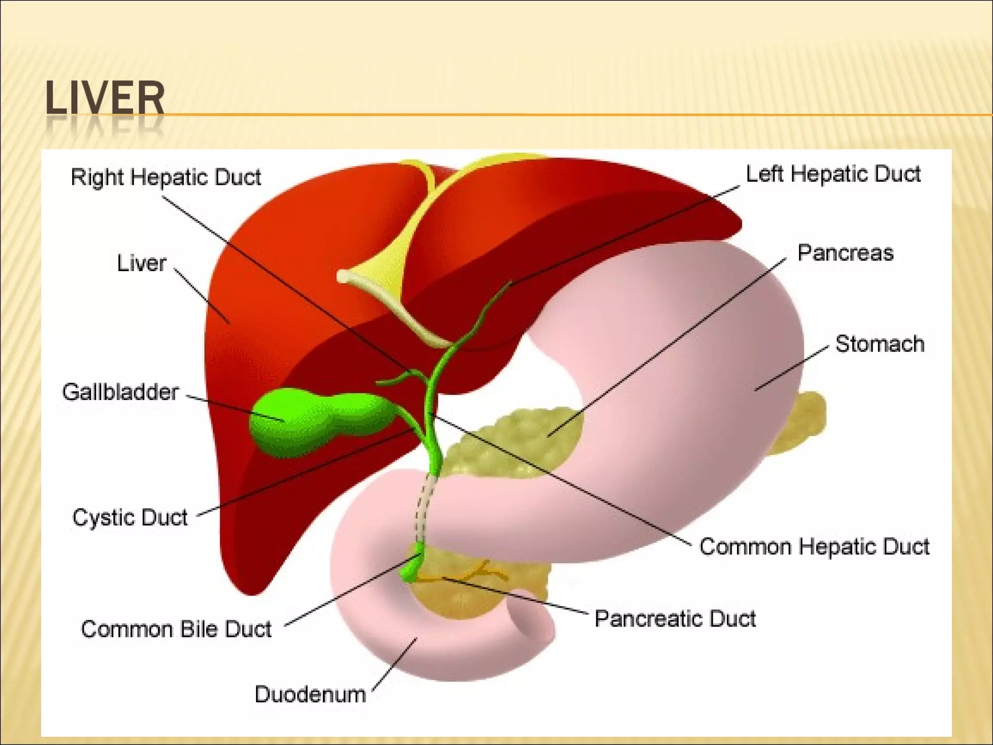 Grade 8 - Digestive System | PPT