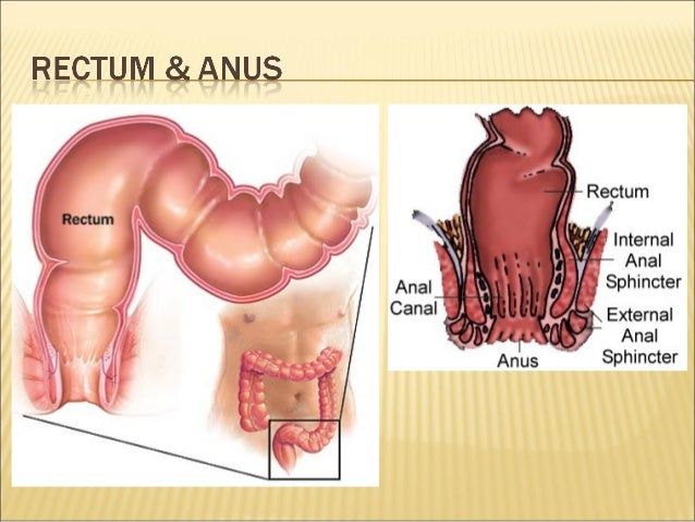 Grade 8 - Digestive System