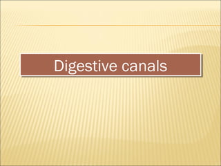 Digestive canals
Digestive canals