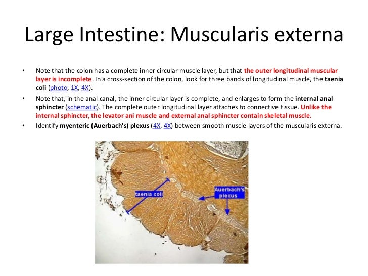 Digestive study guide 2