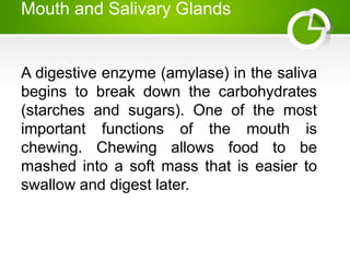 Mouth and Salivary Glands
A digestive enzyme (amylase) in the saliva
begins to break down the carbohydrates
(starches and sugars). One of the most
important functions of the mouth is
chewing. Chewing allows food to be
mashed into a soft mass that is easier to
swallow and digest later.
 