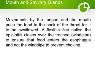 Mouth and Salivary Glands
Movements by the tongue and the mouth
push the food to the back of the throat for it
to be swallowed. A flexible flap called the
epiglottis closes over the trachea (windpipe)
to ensure that food enters the esophagus
and not the windpipe to prevent choking.
 