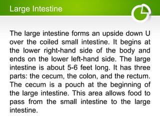 Large Intestine
The large intestine forms an upside down U
over the coiled small intestine. It begins at
the lower right-hand side of the body and
ends on the lower left-hand side. The large
intestine is about 5-6 feet long. It has three
parts: the cecum, the colon, and the rectum.
The cecum is a pouch at the beginning of
the large intestine. This area allows food to
pass from the small intestine to the large
intestine.
 
