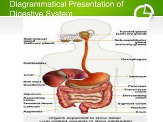 Diagrammatical Presentation of
Digestive System
 