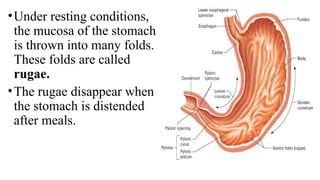 Digestive System-Functional Anatomy of STOMACH .pptx