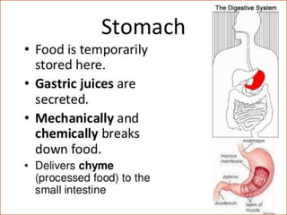 Digestive system