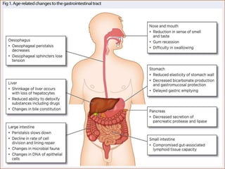 Digestive system