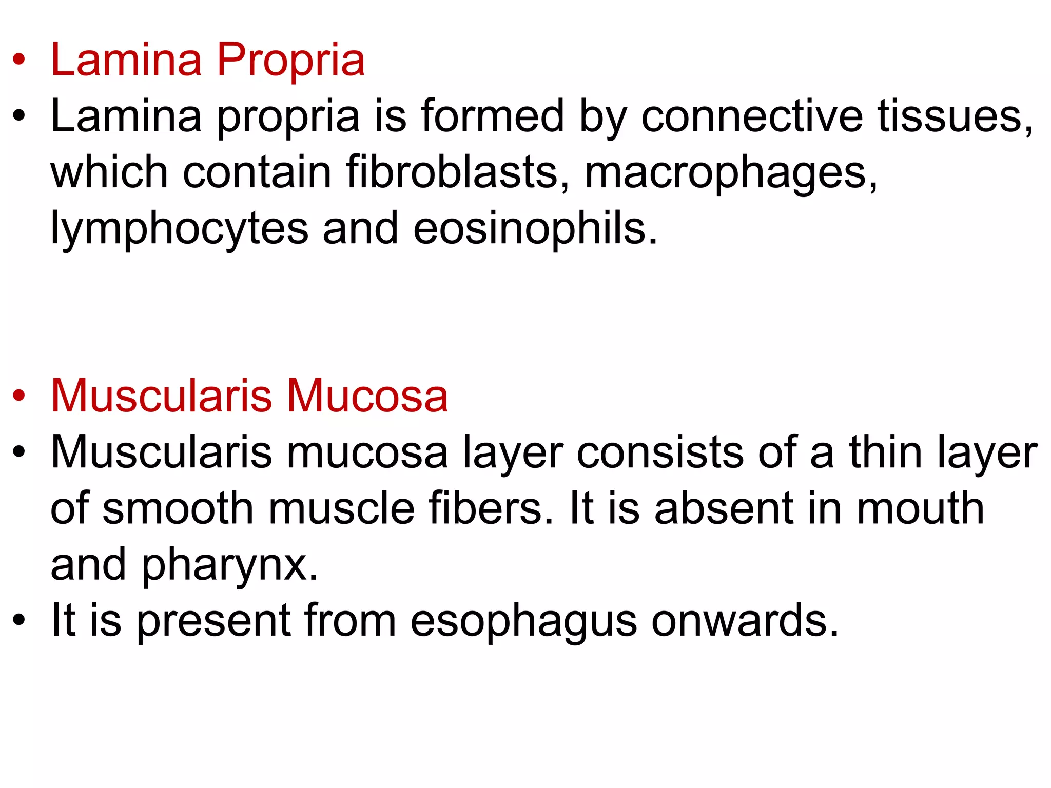 • Lamina Propria
• Lamina propria is formed by connective tissues,
which contain fibroblasts, macrophages,
lymphocytes and eosinophils.
• Muscularis Mucosa
• Muscularis mucosa layer consists of a thin layer
of smooth muscle fibers. It is absent in mouth
and pharynx.
• It is present from esophagus onwards.
 