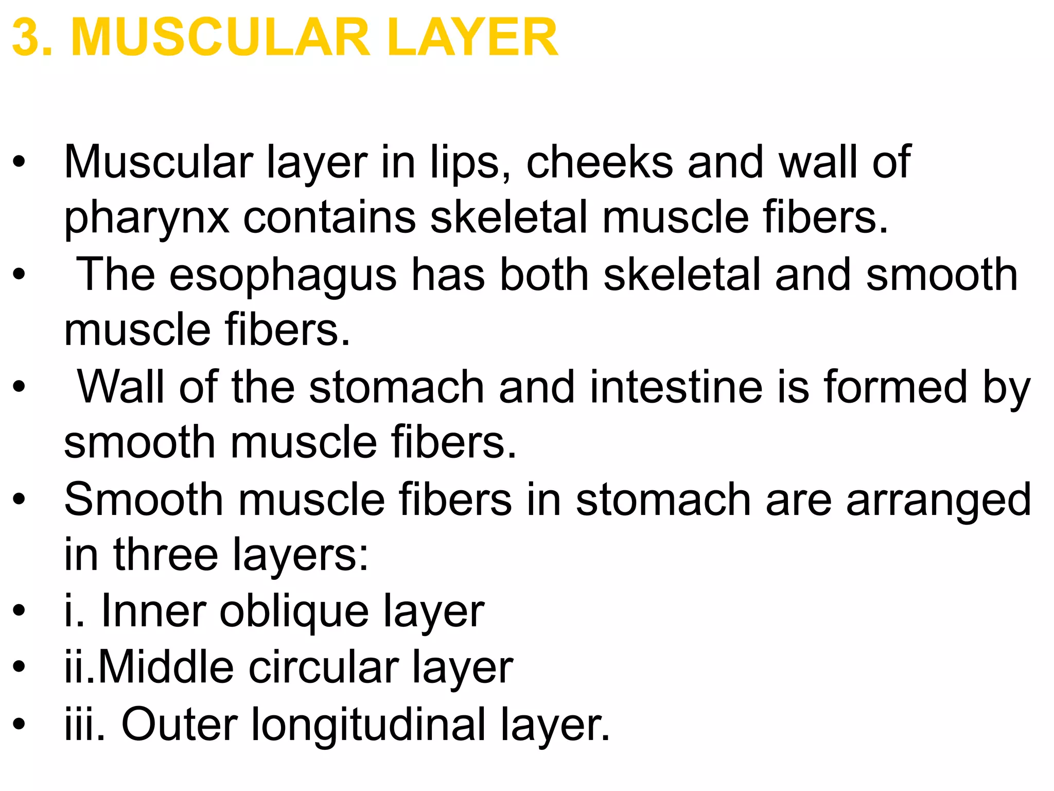 3. MUSCULAR LAYER
• Muscular layer in lips, cheeks and wall of
pharynx contains skeletal muscle fibers.
• The esophagus has both skeletal and smooth
muscle fibers.
• Wall of the stomach and intestine is formed by
smooth muscle fibers.
• Smooth muscle fibers in stomach are arranged
in three layers:
• i. Inner oblique layer
• ii.Middle circular layer
• iii. Outer longitudinal layer.
 