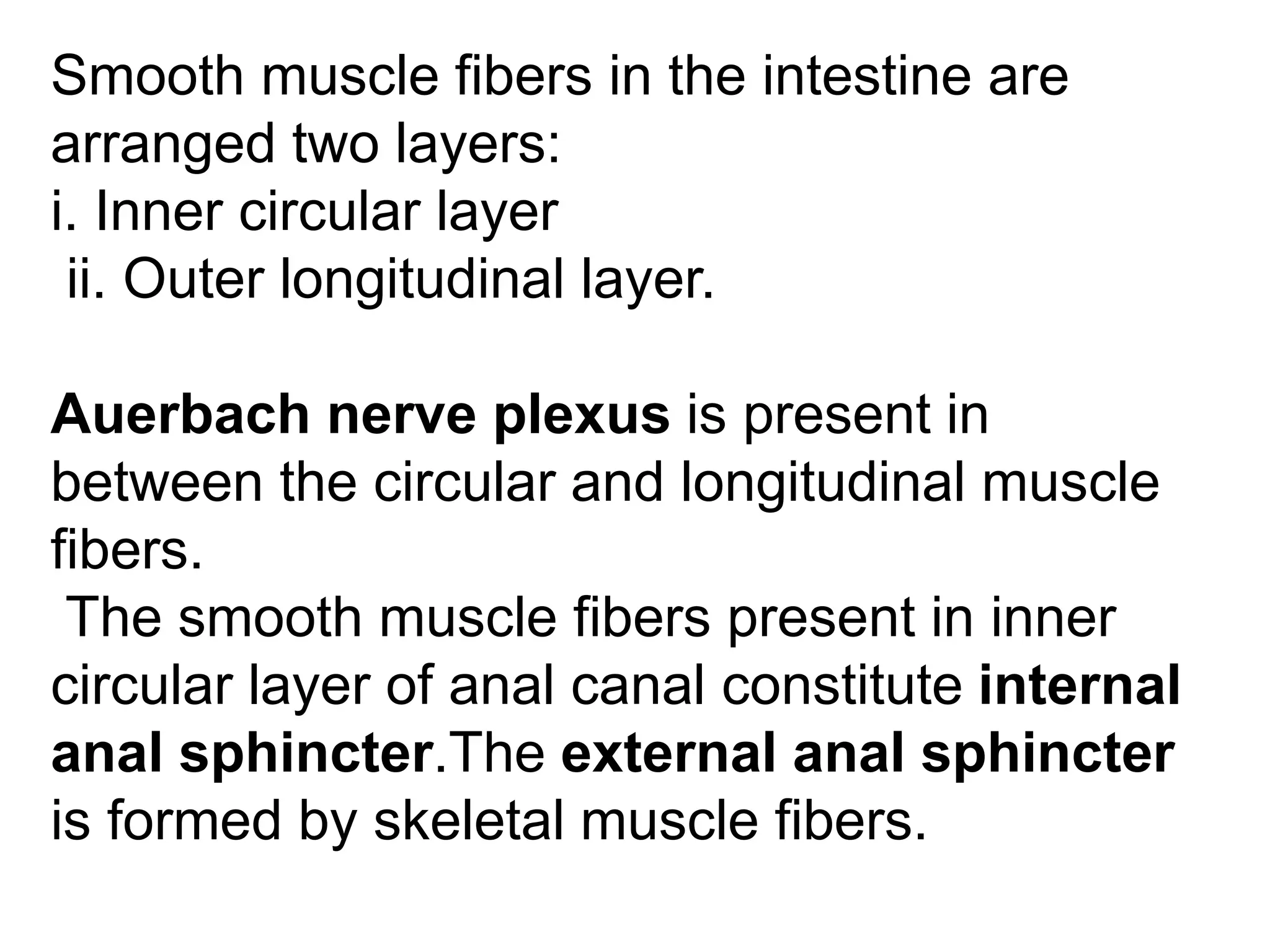 Smooth muscle fibers in the intestine are
arranged two layers:
i. Inner circular layer
ii. Outer longitudinal layer.
Auerbach nerve plexus is present in
between the circular and longitudinal muscle
fibers.
The smooth muscle fibers present in inner
circular layer of anal canal constitute internal
anal sphincter.The external anal sphincter
is formed by skeletal muscle fibers.
 