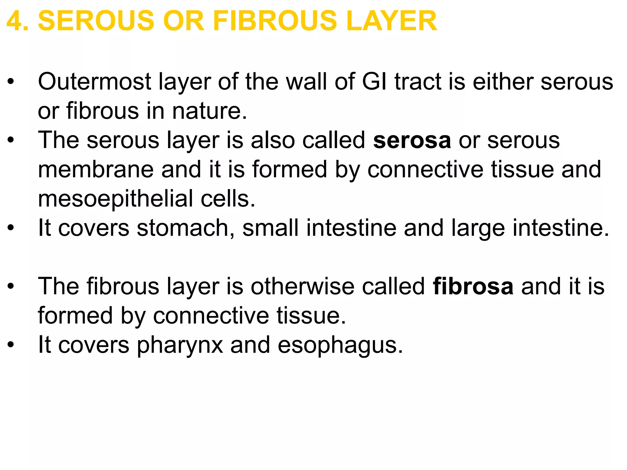 4. SEROUS OR FIBROUS LAYER
• Outermost layer of the wall of GI tract is either serous
or fibrous in nature.
• The serous layer is also called serosa or serous
membrane and it is formed by connective tissue and
mesoepithelial cells.
• It covers stomach, small intestine and large intestine.
• The fibrous layer is otherwise called fibrosa and it is
formed by connective tissue.
• It covers pharynx and esophagus.
 