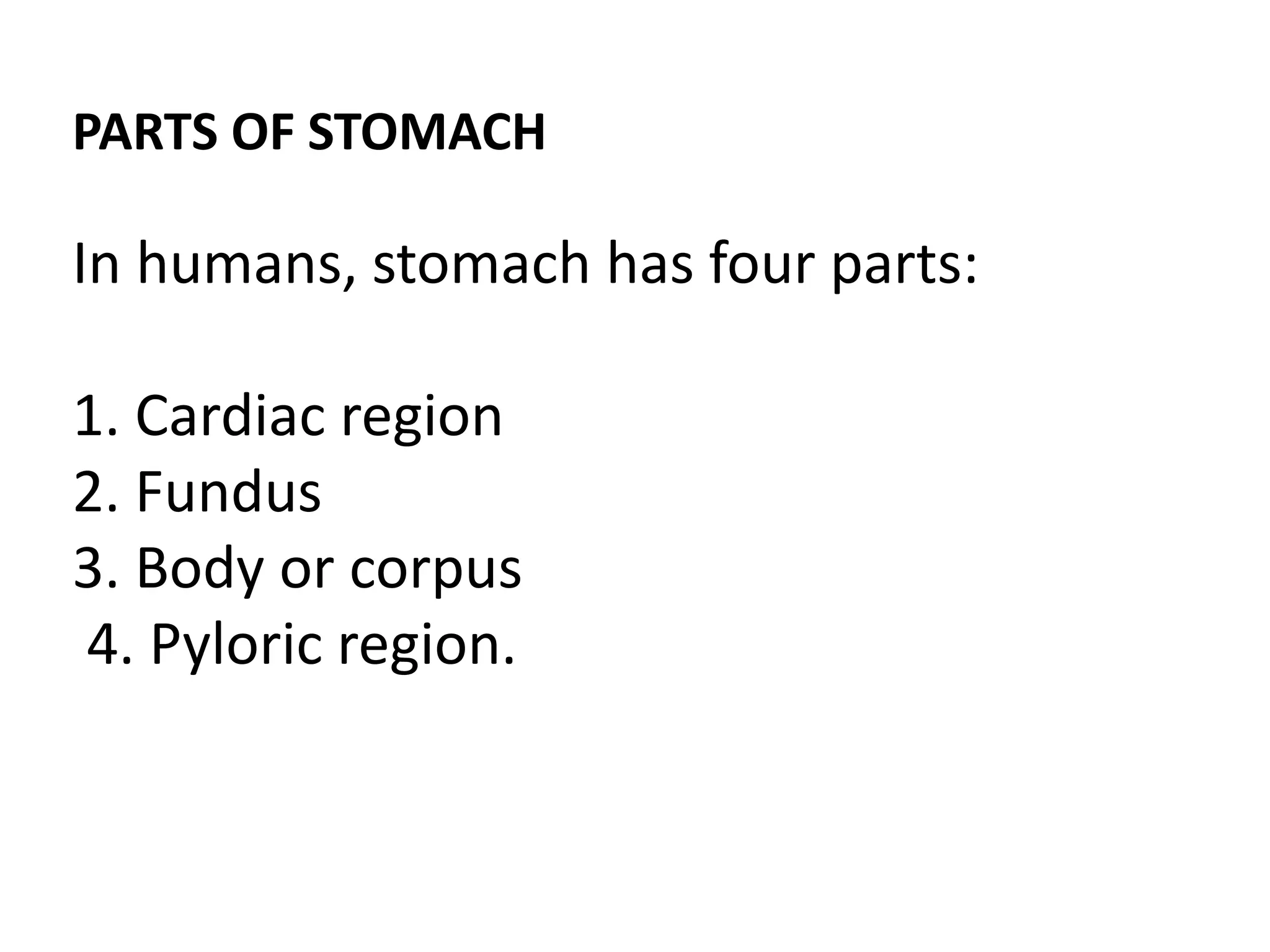 PARTS OF STOMACH
In humans, stomach has four parts:
1. Cardiac region
2. Fundus
3. Body or corpus
4. Pyloric region.
 
