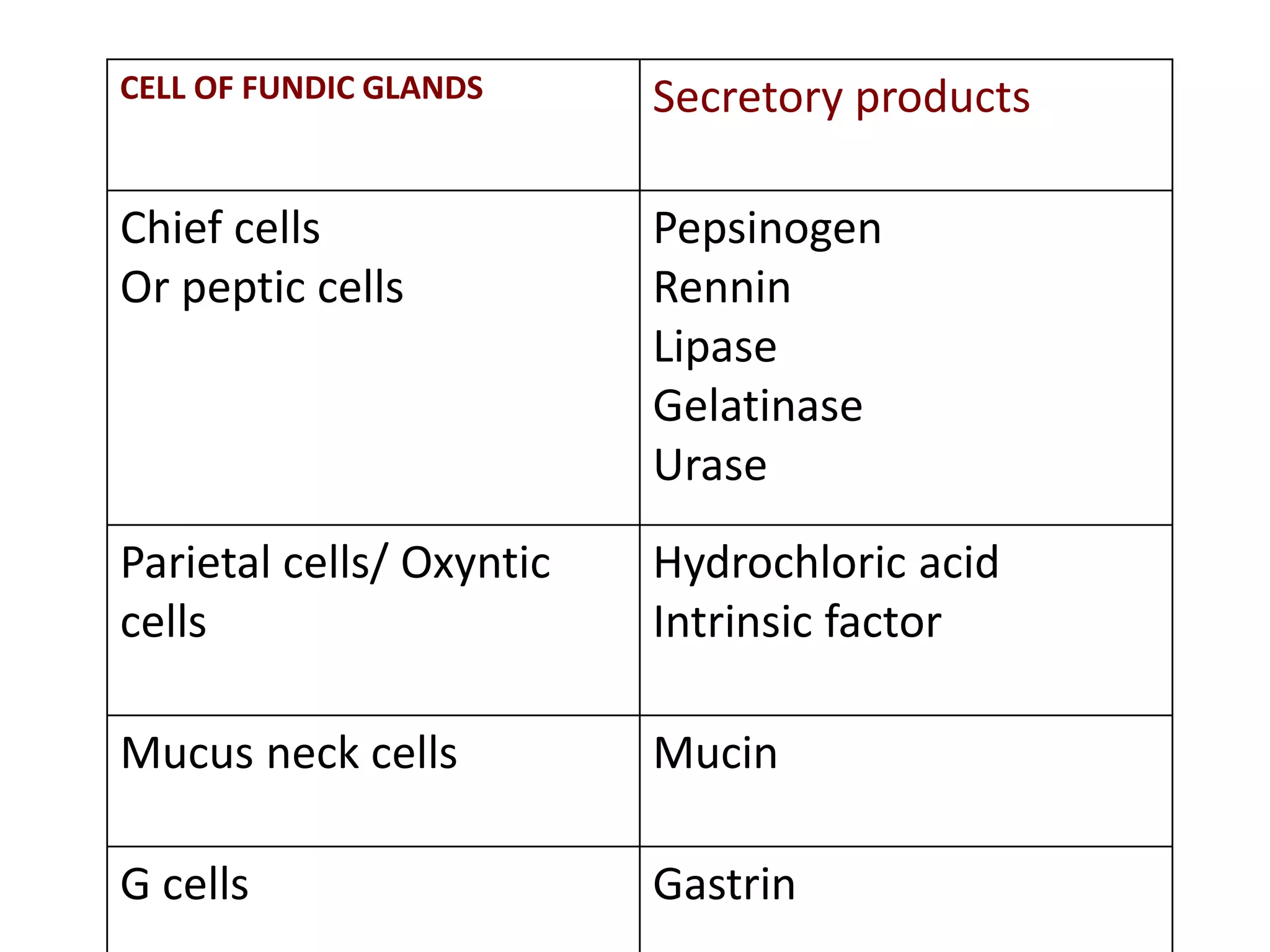 CELL OF FUNDIC GLANDS Secretory products
Chief cells
Or peptic cells
Pepsinogen
Rennin
Lipase
Gelatinase
Urase
Parietal cells/ Oxyntic
cells
Hydrochloric acid
Intrinsic factor
Mucus neck cells Mucin
G cells Gastrin
 