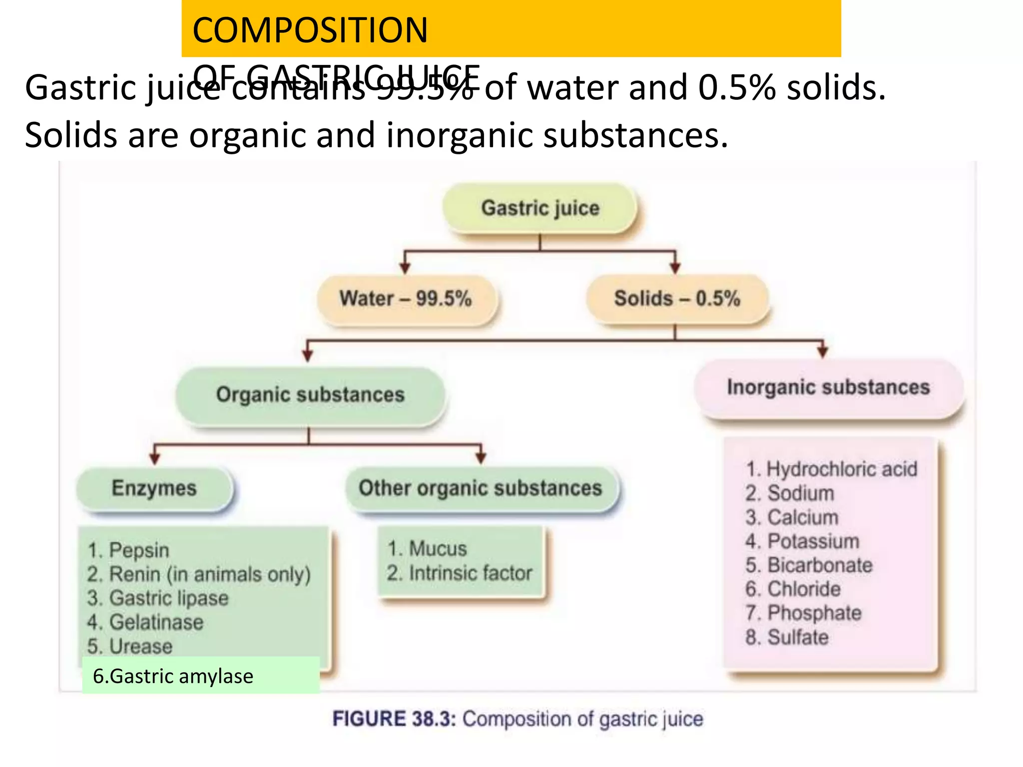 COMPOSITION
OF GASTRIC JUICE
Gastric juice contains 99.5% of water and 0.5% solids.
Solids are organic and inorganic substances.
6.Gastric amylase
 