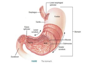 DIGESTIVE SYSTEM -PHYSIOLOGY | PPTX