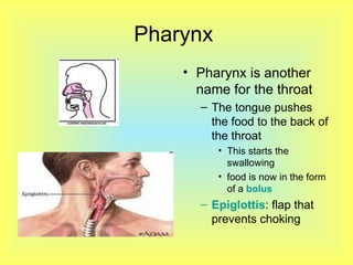 Pharynx  Pharynx is another name for the throat  The tongue pushes the food to the back of the throat This starts the swallowing  food is now in the form of a  bolus Epiglottis : flap that prevents choking 