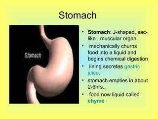 Stomach  Stomach : J-shaped, sac-like , muscular organ mechanically churns food into a liquid and begins chemical digestion  lining secretes  gastric juice,  stomach empties in about 2-6hrs., food now liquid called  chyme 