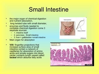 Small Intestine  the major organ of chemical digestion and nutrient absorption, long twisted tube with small diameter,  enzymes and fluids needed to complete chemical digestion come 3 separate sources: 1. intestine itself 2. pancreas-. Small intestine 3. liver-> gallbladder->small intestine Main organ for absorption  Villi : fingerlike projections that increase surface area of small intestine contain a network of capillaries for absorption of amino acids and simple sugars into blood, center contains lymph vessel called  lacteal  which absorbs fatty acids 