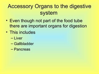 Accessory Organs to the digestive system  Even though not part of the food tube there are important organs for digestion  This includes  Liver  Gallbladder  Pancreas  