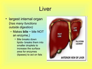 Liver  largest internal organ ( has many functions outside digestion) Makes  bile  ~ bile NOT an enzyme,)  Bile breaks down  lipids- breaks them into smaller droplets to increase the surface area for enzymes (lipases) to act on fats 