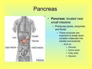 Pancreas  Pancreas : located near small intestine Produces juices, enzymes, and fluids These enzymes are important to break down complex molecules into soluble end products Such as  Glucose  Amino acids  Fatty acids  Glycerol  