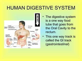 HUMAN DIGESTIVE SYSTEM The digestive system is a one way food tube that goes from the Oral Cavity to the rectum.  This one way track is called the GI track ( gastrointestinal )  