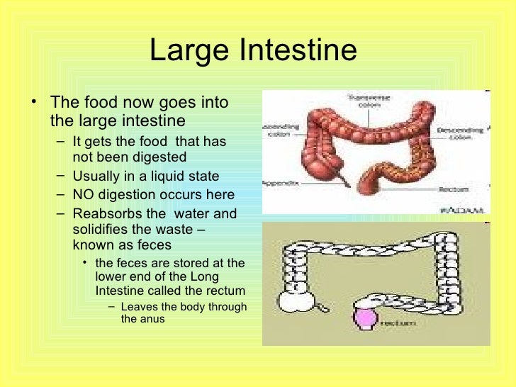 Digestive System